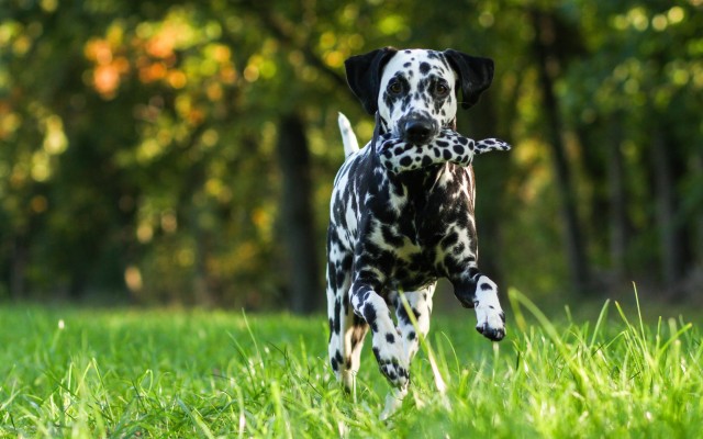 2880x1800, Dalmatian Dog Wide Wallpaper 50350 Data - Dalmatians ...