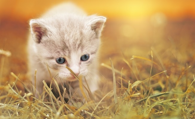 Cute Baby Cat Wallpaper Hd 3160x1934 Wallpaper Teahub Io