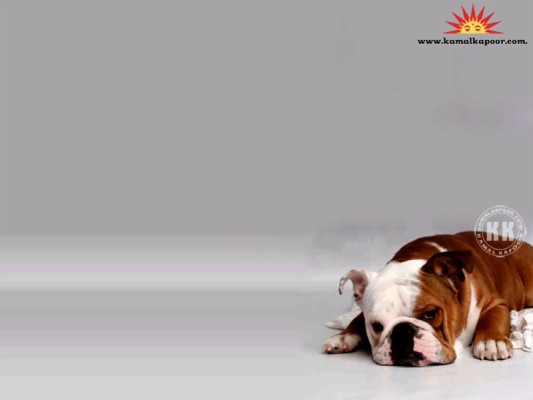 Bulldog Animal Wallpaper - American Bulldog Brown And White - 1280x851 Wallpaper - teahub.io