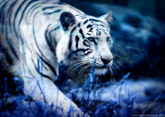 30 White Tiger Wallpapers Hd Pictures Desktop Background - White Tiger ...