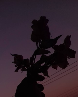 Rosas Sad - 1080x1350 Wallpaper - teahub.io