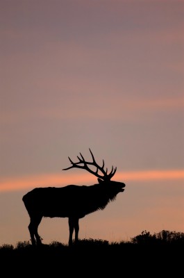 Elk Hunting Wallpaper Iphone - 2000x3008 Wallpaper 