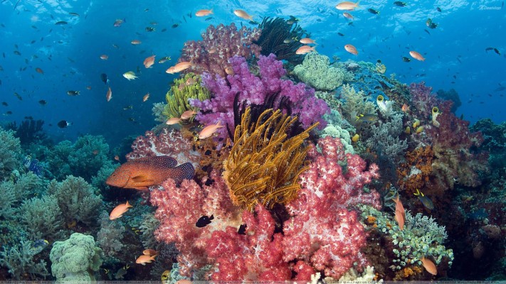 Fresh Water Fish Wallpaper - Coral Reef Fish - 1536x2048 Wallpaper ...
