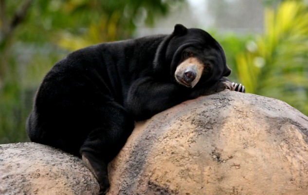 Black Bear Wallpaper Pictures Bears For Hd 169 High - Cute Black Bear ...