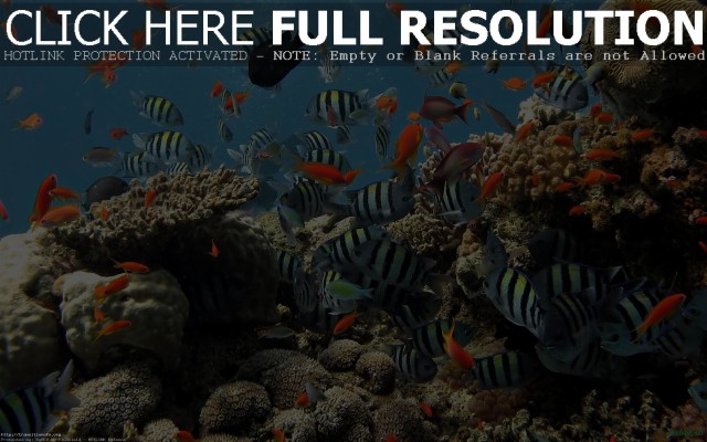 Download 3d Fish Live Wallpapers and Backgrounds 