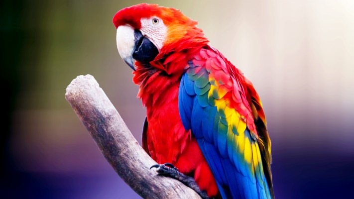 Parrots Images Parrot Hd Wallpaper And Background Photos - High