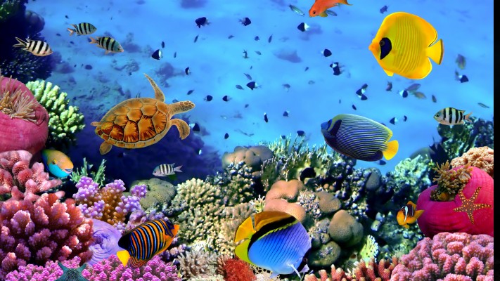 3840x2160, Aquarium Wallpaper For Windows 10 Data - Underwater Desktop