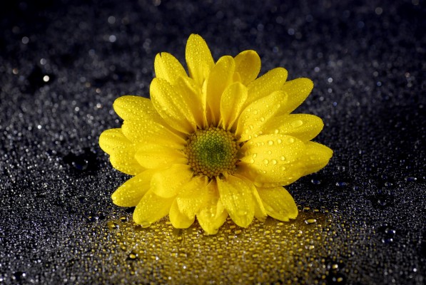 Yellow Flower Wallpaper Hd For Mobile - 3840x2571 Wallpaper 