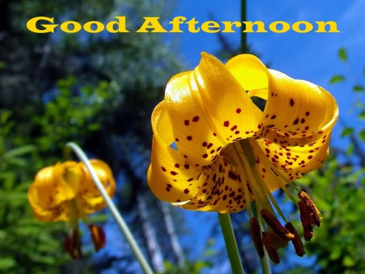 Good Afternoon Yellow Lily Flowers Hd Wallpaper - Good Afternoon Hd ...