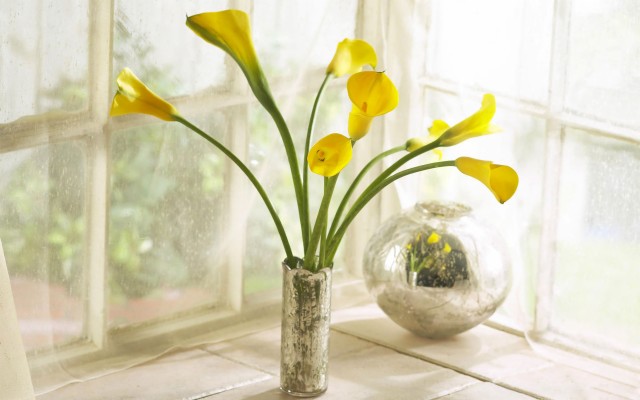 Desktop Background Calla Lily - 1920x1200 Wallpaper - teahub.io