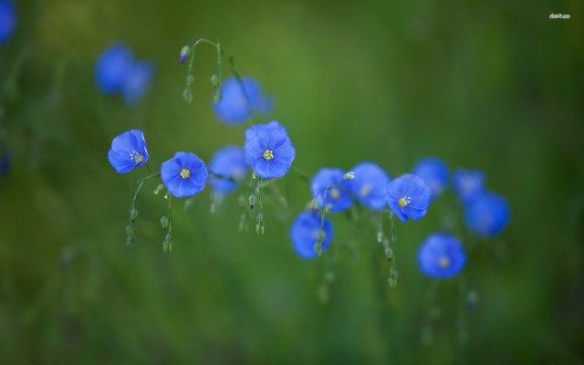 Blue Wildflower - 1920x1200 Wallpaper - teahub.io