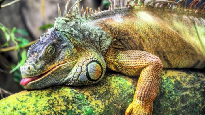 Wallpaper Iguana, Reptile, Reptiles - Aruba Iguanas - 800x1200