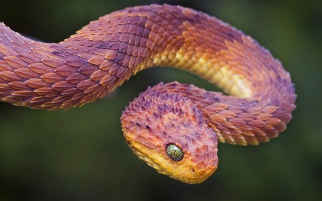 Spread Natter Snake Images - Spreading Viper - 1600x900 Wallpaper ...