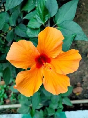 Big Red Hibiscus Flower Hd Wallpaper - Hibiscus Rosa Sinensis Nz