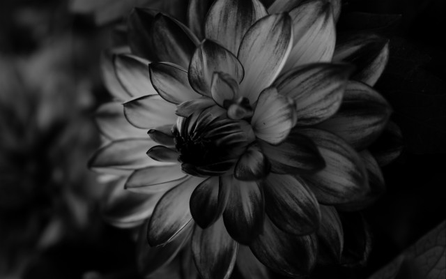 Wallpaper Dahlia, Bw, Flower, Petals - Black Dahlia Flower Background ...