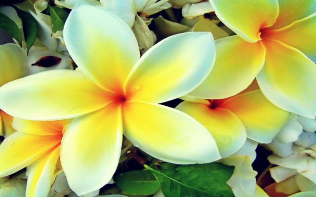 Hawaiian Flowers Backgrounds - Luau Background - 1019x710 Wallpaper ...