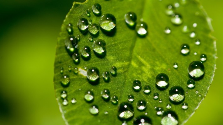 Dew Drops On Leaf - 1920x1080 Wallpaper - teahub.io