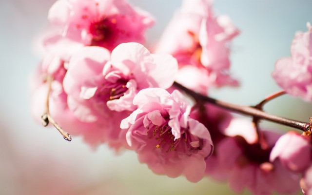 Pink Cherry Blossom Motion - 1920x1200 Wallpaper - teahub.io