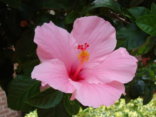 Tropical Rainforest Flowers Hibiscus - 1600x1200 Wallpaper - teahub.io