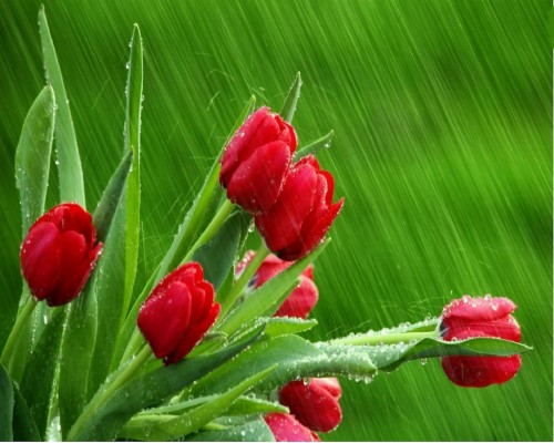 Rain Desktop Wallpaper - Rain Wallpapers Hd For Desktop - 1366x768 ...