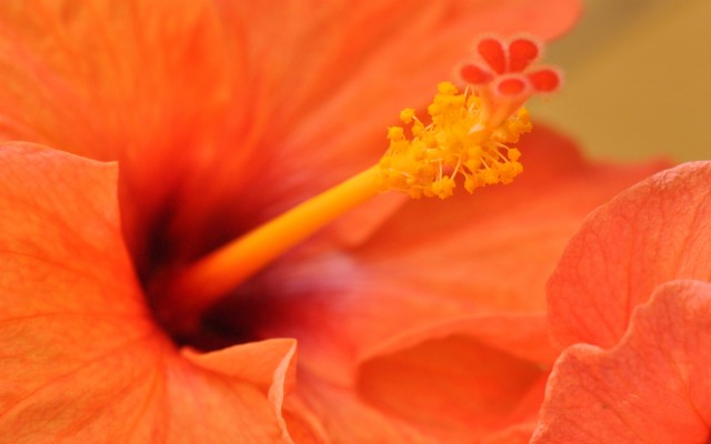 Orange Flowers Wallpaper Orange Flowers Wallpaper Hd 1024x768 Wallpaper Teahub Io