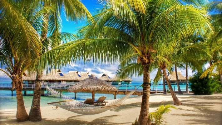 Coconut Trees On The Beach - 1181x771 Wallpaper 