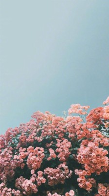 Flower Wallpaper Tumblr - Summer Flower Wallpaper Hd - 1600x1000 Wallpaper  