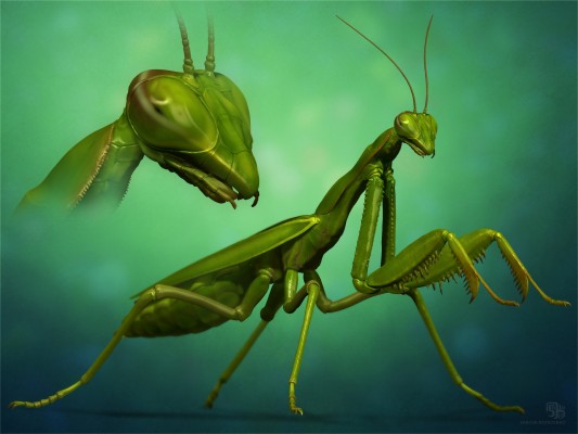 Mantis Religiosa Art - 1920x1440 Wallpaper - teahub.io