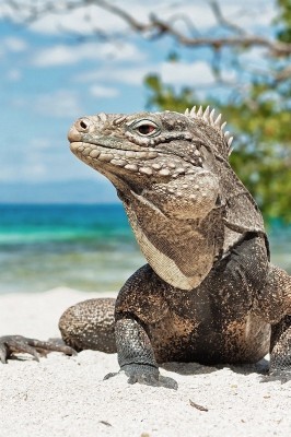 Wallpaper Iguana, Reptile, Reptiles - Aruba Iguanas - 800x1200 ...