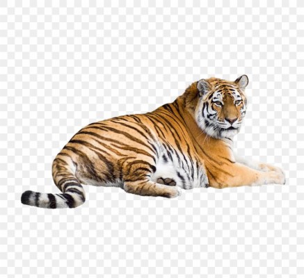 Siberian Tiger White Tiger Bengal Tiger Cat Wallpaper, - Tigre De ...