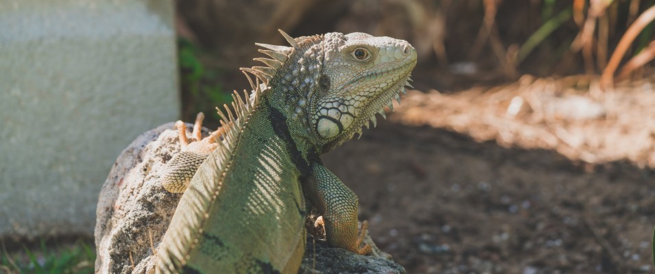 Wallpaper Iguana, Reptile, Reptiles - Aruba Iguanas - 800x1200