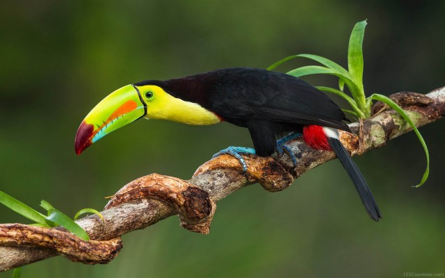 Keel Billed Toucan Belize - 2560x1600 Wallpaper - teahub.io