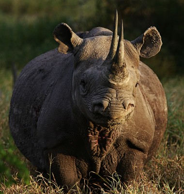 Black Rhino - 3120x3281 Wallpaper - teahub.io