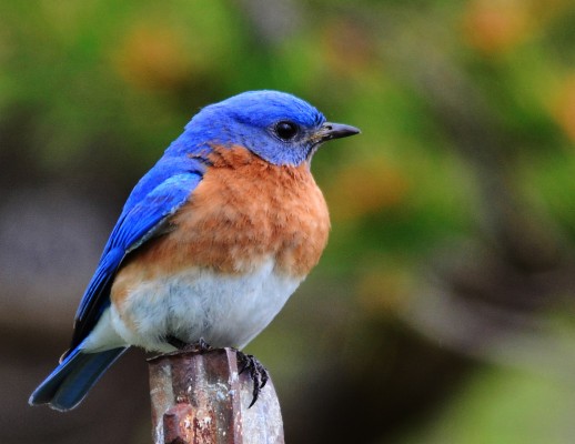 Bluebird Clip Art - Eastern Bluebird Transparent - 900x620 Wallpaper ...