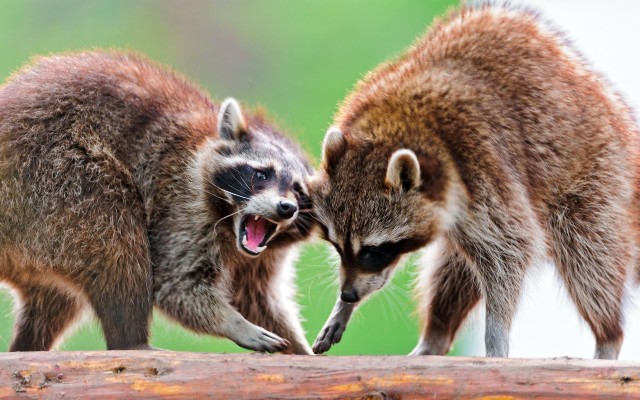 Two Raccoons Fighting - 1920x1200 Wallpaper - teahub.io