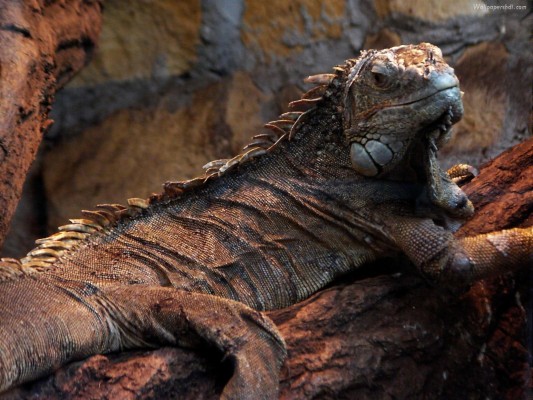 Wallpaper Iguana, Reptile, Reptiles - Aruba Iguanas - 800x1200