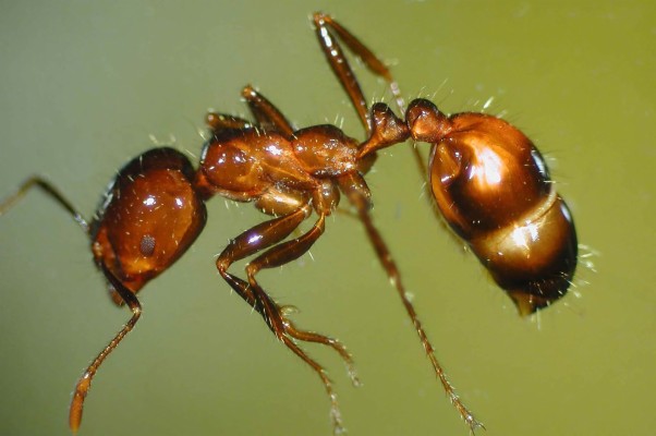 Fire Ants Killing Animals - 1600x1067 Wallpaper - teahub.io