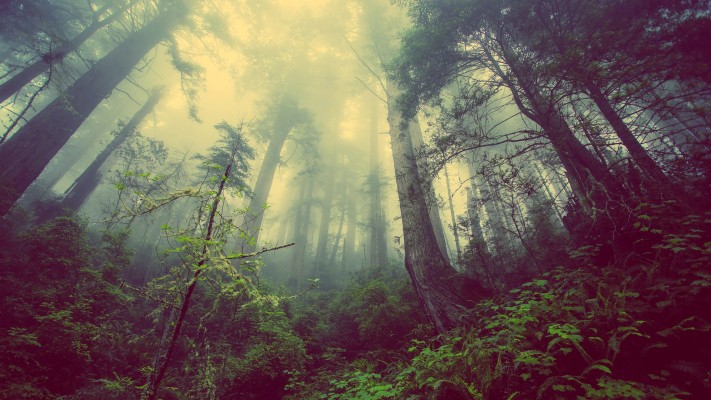 A Gloomy Forest - Best 4k Wallpapers For Pc - 1920x1080 Wallpaper -  