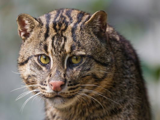 Fishing Cat Computer Backgrounds - 1920x1440 Wallpaper - teahub.io