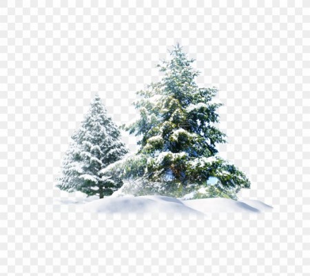 Polar Bear Snow Pine Wallpaper, Png, 900x800px, Snow, - Christmas Snow ...