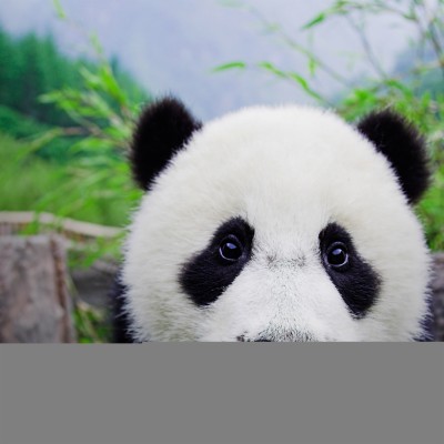 Cute Real Baby Panda 1680x1050 Wallpaper Teahub Io