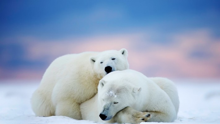 Polar Bear Wallpaper Data Src Popular Polar Bear - Polar Bear Desktop ...