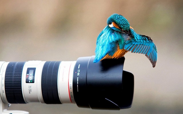 Wallpaper Bird Look At Camera - Bird On Camera - 1920x1200 Wallpaper ...