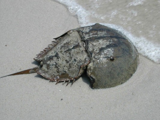 Free Horseshoe Crab Wallpaper Wallpapers Download - Horseshoe Crab ...