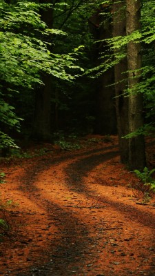 Forest Path Road Iphone Wallpaper - Nature Hd Wallpapers For Iphone 5s ...