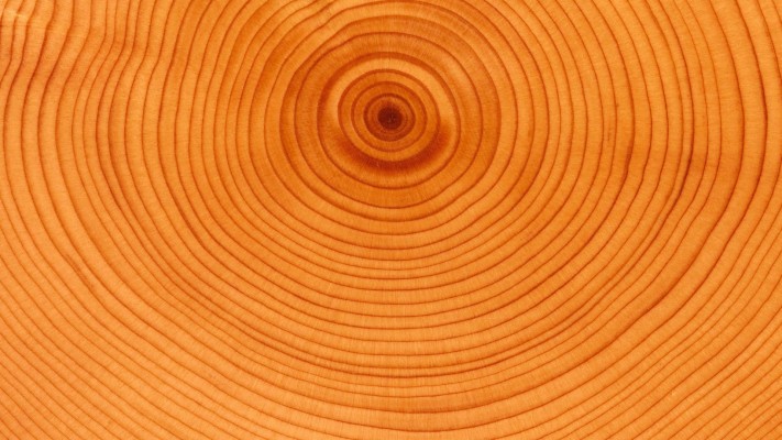 Hd Tree Rings Wallpaper - High Resolution Tree Rings - 1920x1080