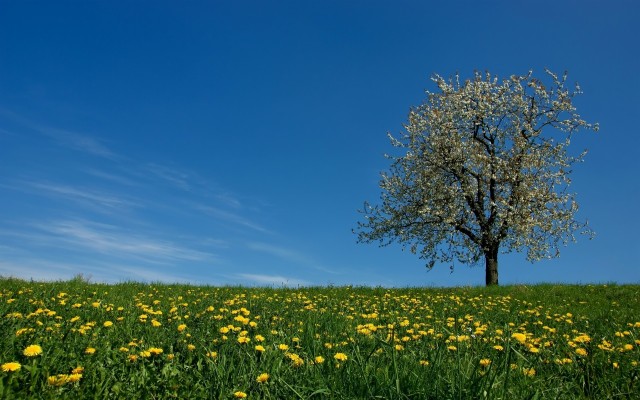 Dandelion Field & Blossom Tree Wallpapers - Campos De Flores Diente ...