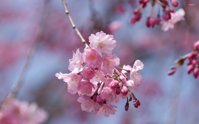 Cherry Blossom Leaves Petals Pink Tree Cherry Blossoms X Wallpaper Teahub Io