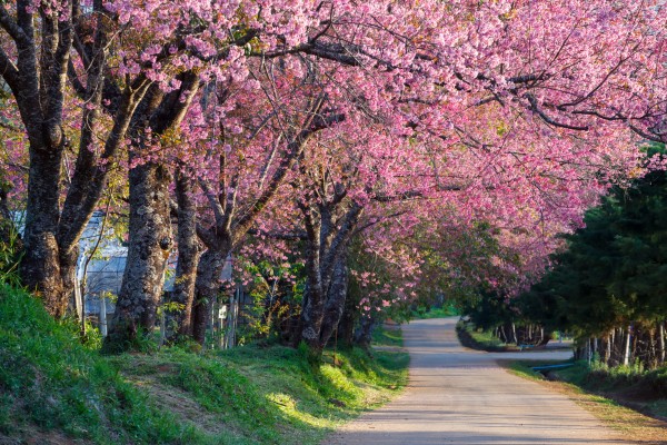 Spring Desktop Cherry Blossom Park - 5616x3744 Wallpaper - teahub.io