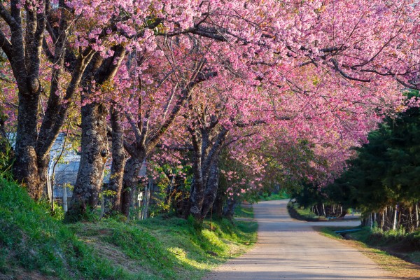 Cherry Blossom Desktop Wallpaper High-definition Television, - Spring ...